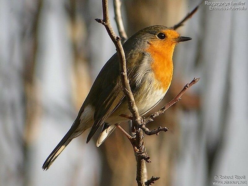 European Robinadult post breeding