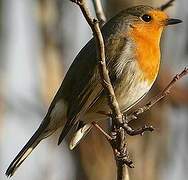 European Robin