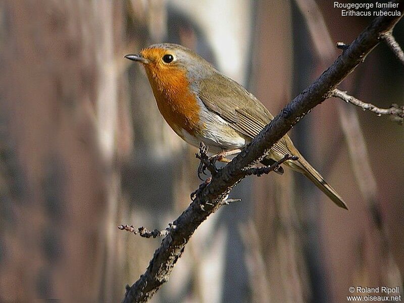 European Robinadult post breeding