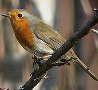 European Robin