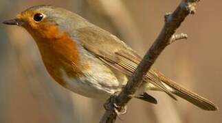 European Robin