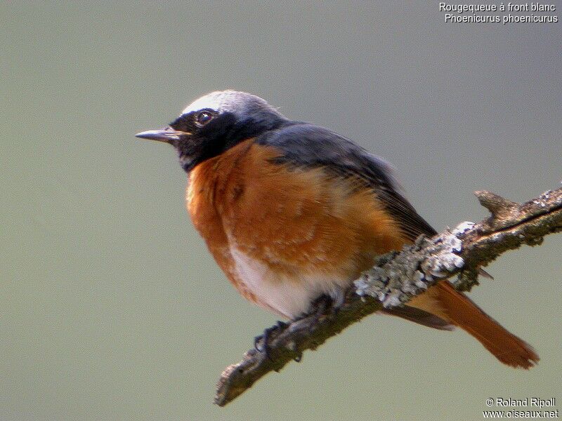 Common Redstart male adult breeding