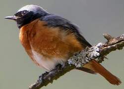 Common Redstart