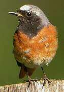 Common Redstart