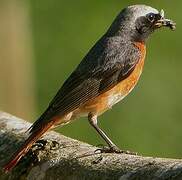 Common Redstart