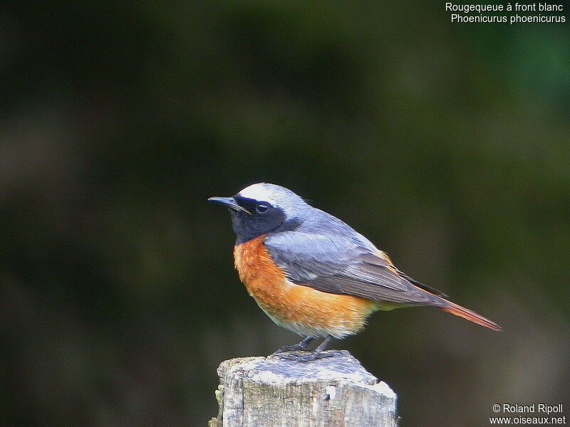 Common Redstart male adult breeding