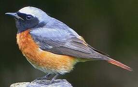 Common Redstart