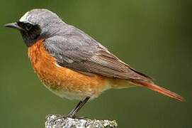 Common Redstart