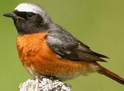 Common Redstart