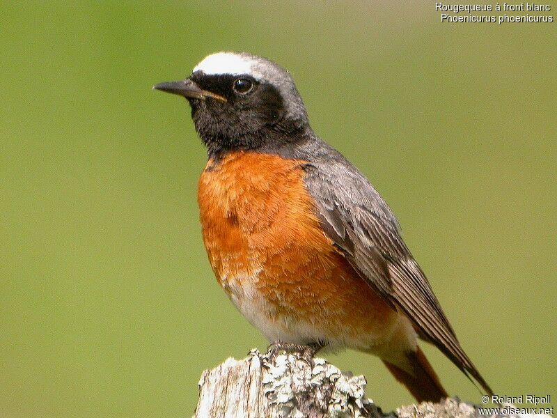 Common Redstart male adult breeding