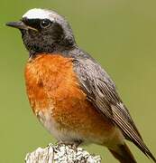 Common Redstart