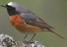 Common Redstart