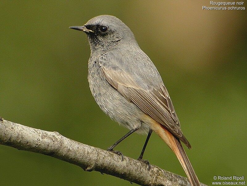 Black Redstart female adult