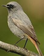 Black Redstart