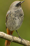 Black Redstart