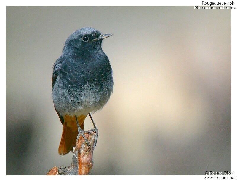 Black Redstart male adult breeding