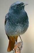 Black Redstart