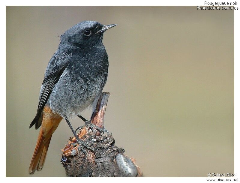 Black Redstart male adult breeding