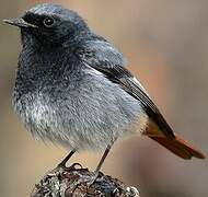 Black Redstart