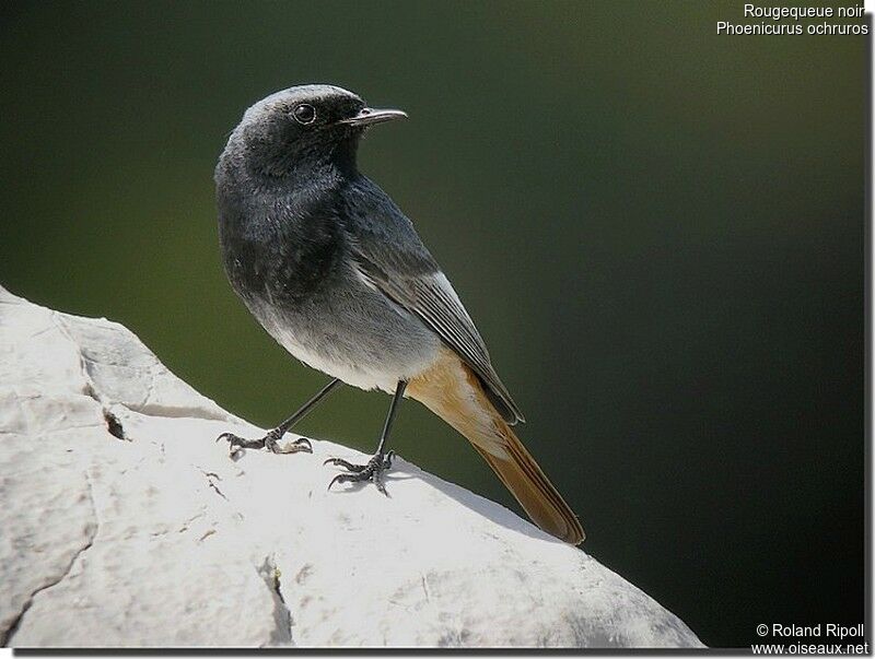 Black Redstart male adult breeding