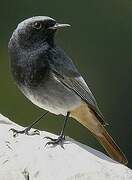 Black Redstart