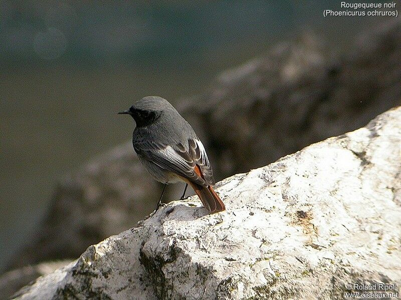 Black Redstart