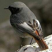 Black Redstart