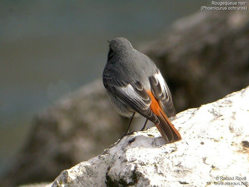 Black Redstart