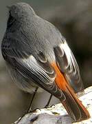 Black Redstart