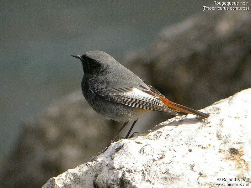 Black Redstart