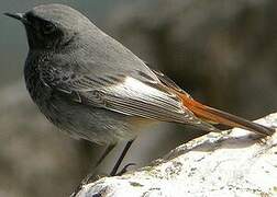 Black Redstart