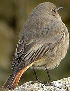 Black Redstart