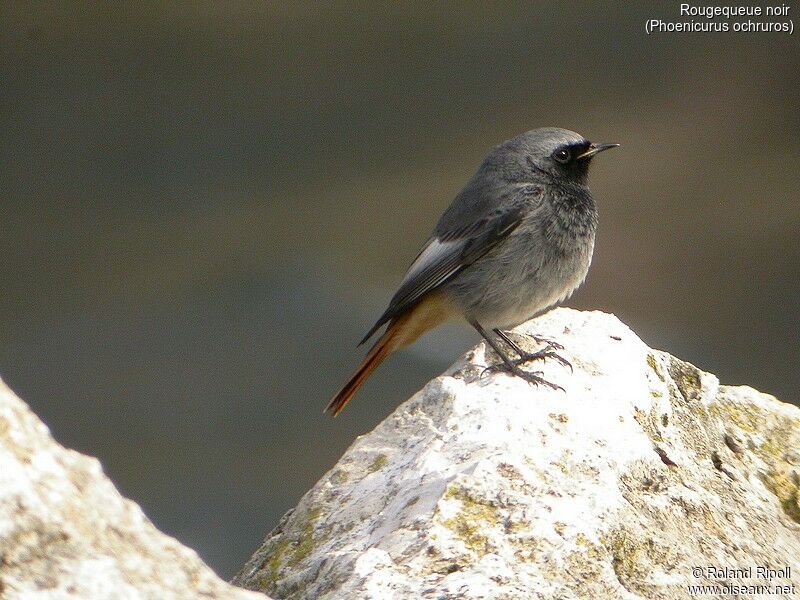 Black Redstart