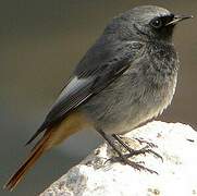 Black Redstart