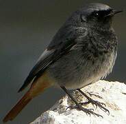 Black Redstart