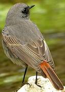 Black Redstart