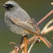 Black Redstart