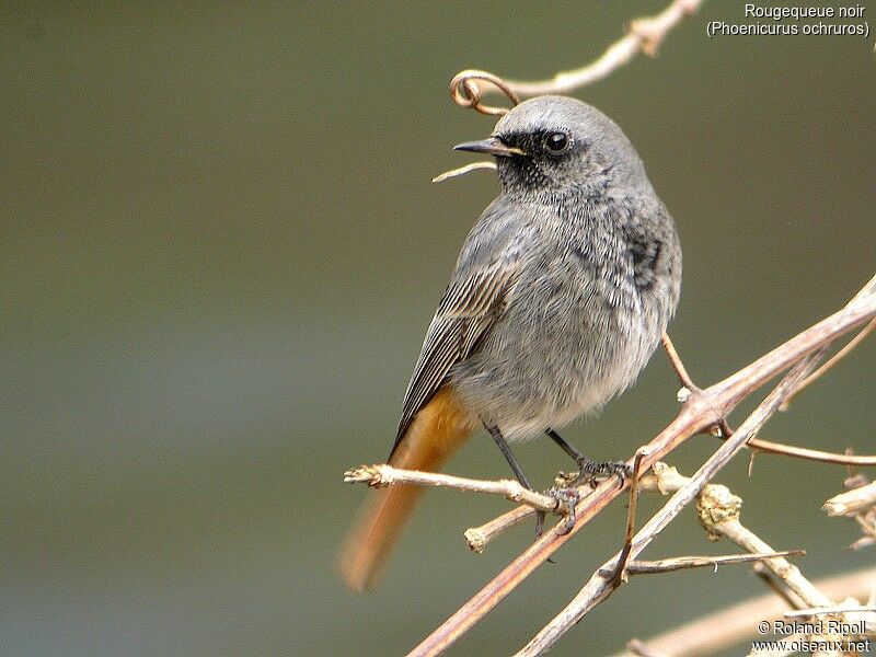 Black Redstart