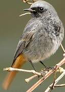 Black Redstart