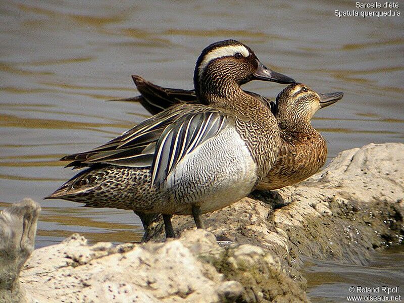 Garganey male adult breeding