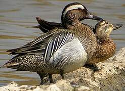 Garganey