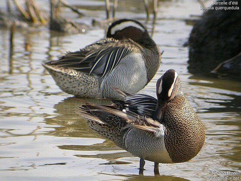 Garganey male adult breeding