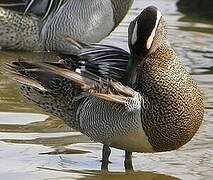 Garganey