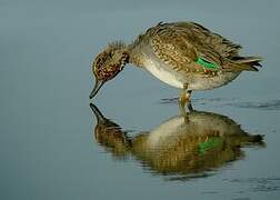 Eurasian Teal