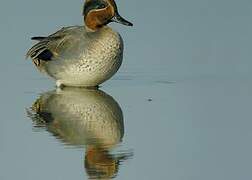 Eurasian Teal