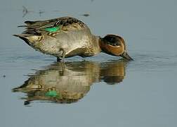 Eurasian Teal