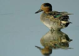 Eurasian Teal