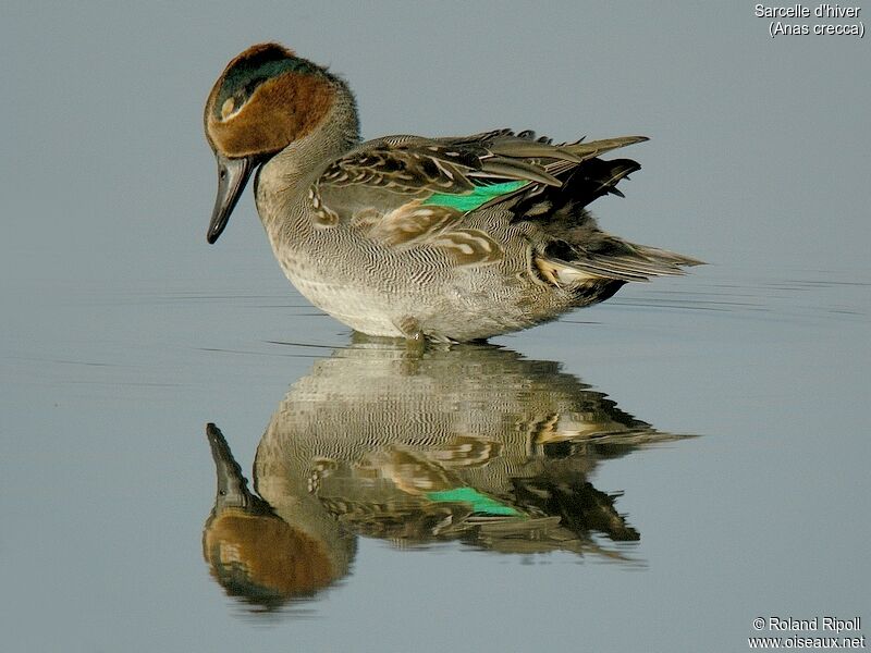 Eurasian Teal male adult post breeding