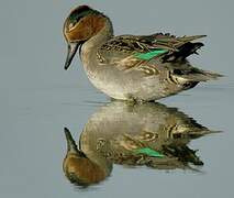 Eurasian Teal