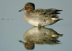 Eurasian Teal